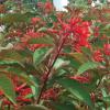 Firebush  Hamelia patens