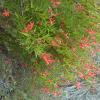 Flame Acanthus  Anisacanthus quadrifidus var. wrightii