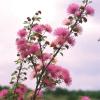 Fragrant Mimosa  Mimosa borealis