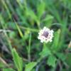 Frogfruit  Phyla nodiflora 