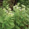 Frostweed  Verbesina virginica