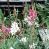 Gaura   Gaura lindheimeri