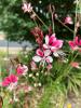 Gaura   Gaura lindheimeri