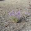 Gayfeather   Liatris mucronata