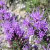 Gayfeather    Liatris punctata var. mucronata