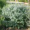 Germander, Bush  Teucrium fruticans