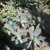 Ghost Plant Graptopetalum paraguayense