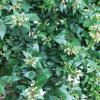 Glossy Abelia