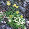 Golden Groundsel    (Round-leaf ragwort) Packera obovata