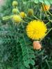 Goldenball Leadtree  Leucaena retusa