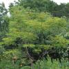 Goldenball Leadtree  Leucaena retusa