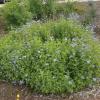 Mistflower, Gregg Conoclinium  greggi 