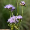 Mistflower, Gregg Conoclinium  greggi 