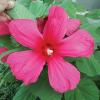 Hibiscus, Perennial    Hibiscus spp. 