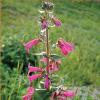 Penstemon, Hill Country Penstemon triflorus