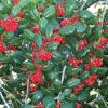 Holly, Dwarf Burford    Ilex cornuta 'Burfordii'