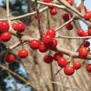 Possumhaw Holly   Ilex decidua  