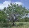 Honey Mesquite