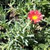 Iceplant   Aptenia spp.     Delosperma spp. Malephora spp.