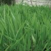 Inland Seaoats Chasmanthium latifolium