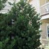Japanese Yew  Podocarpus macrophyllus