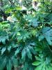 Aralia, Japanese     Fatsia japonica