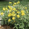 Sage, Jerusalem  Phlomis fruticosa