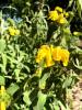 Sage, Jerusalem  Phlomis fruticosa
