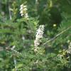 Kidneywood   Eysenhardtia texana