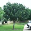 Lacey Oak - Quercus laceyi