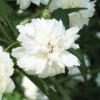 Rose, 'Lady Banksia'   Rosa banksiae.
