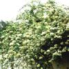 Rose, 'Lady Banksia'    Rosa banksiae.