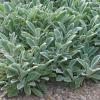 Lamb's Ear Stachys byzantina
