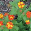 Lantana, Texas    Lantana urticoides