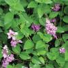 Lantana, Trailing     Lantana montevidensis