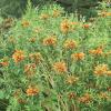 Lion's Tail    Leonotis leonurus