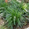 Liriope   Liriope muscari