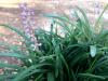 Liriope   Liriope muscari