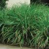 Liriope   Liriope muscari