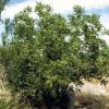 Walnut, Little    Juglans microcarpa
