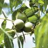 Walnut, Little    Juglans microcarpa