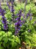 Sage, Majestic   Salvia guaranitica