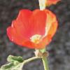 Mallow, Globe  Sphaeralcea ambigua