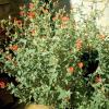 Mallow, Globe  Sphaeralcea ambigua