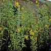 Maximilian Sunflower  Helianthus maximiliani