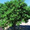 Olive, Mexican   Cordia boissieri