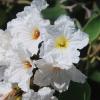 Olive, Mexican   Cordia boissieri