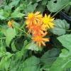 Mexican Flame Vine Pseudogynoxys chenopodioides 