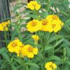 Mexican Mint Marigold   Tagetes lucida