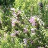 Oregano, Mexican  Poliomintha longiflora